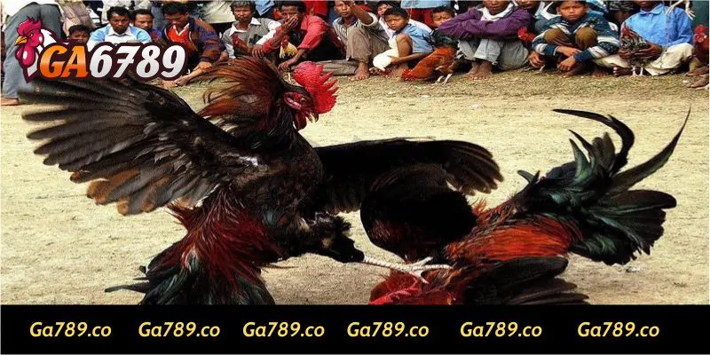 da ga campuchia luon duoc nguoi choi ga6789 ua thich Nắm vững các mẹo trên để tự tin khi cá cược đá gà Campuchia